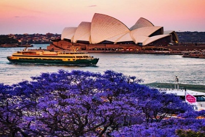 Mê mẩn ngắm hoa phượng tím ở Australia