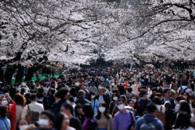 Nhật Bản - hàng nghìn người đổ xô ngắm hoa anh đào