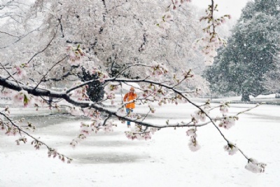 32 năm mới có 1 lần: Tuyết rơi giữa mùa hoa anh đào ở Tokyo